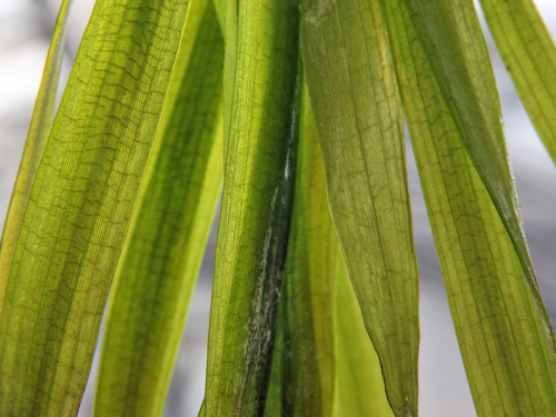 Vallisneria australis Gigantea - Wasserschraube